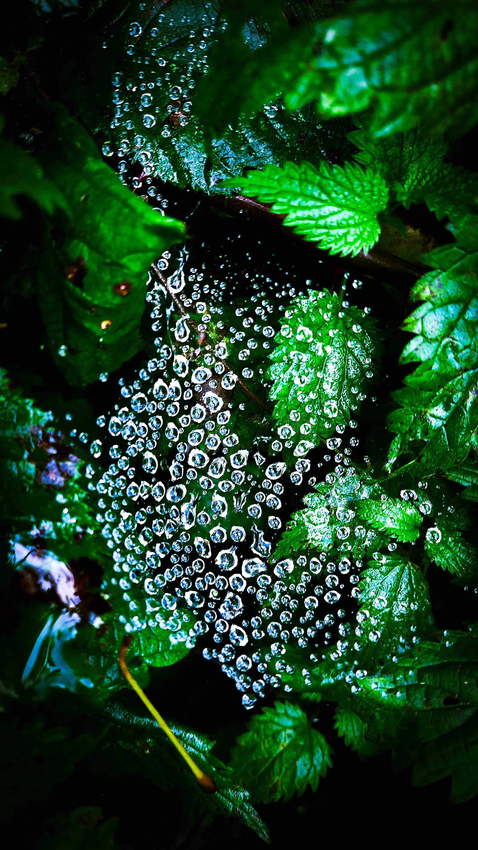 Dew drops on a spider web in Cronesteyn park, Leiden.