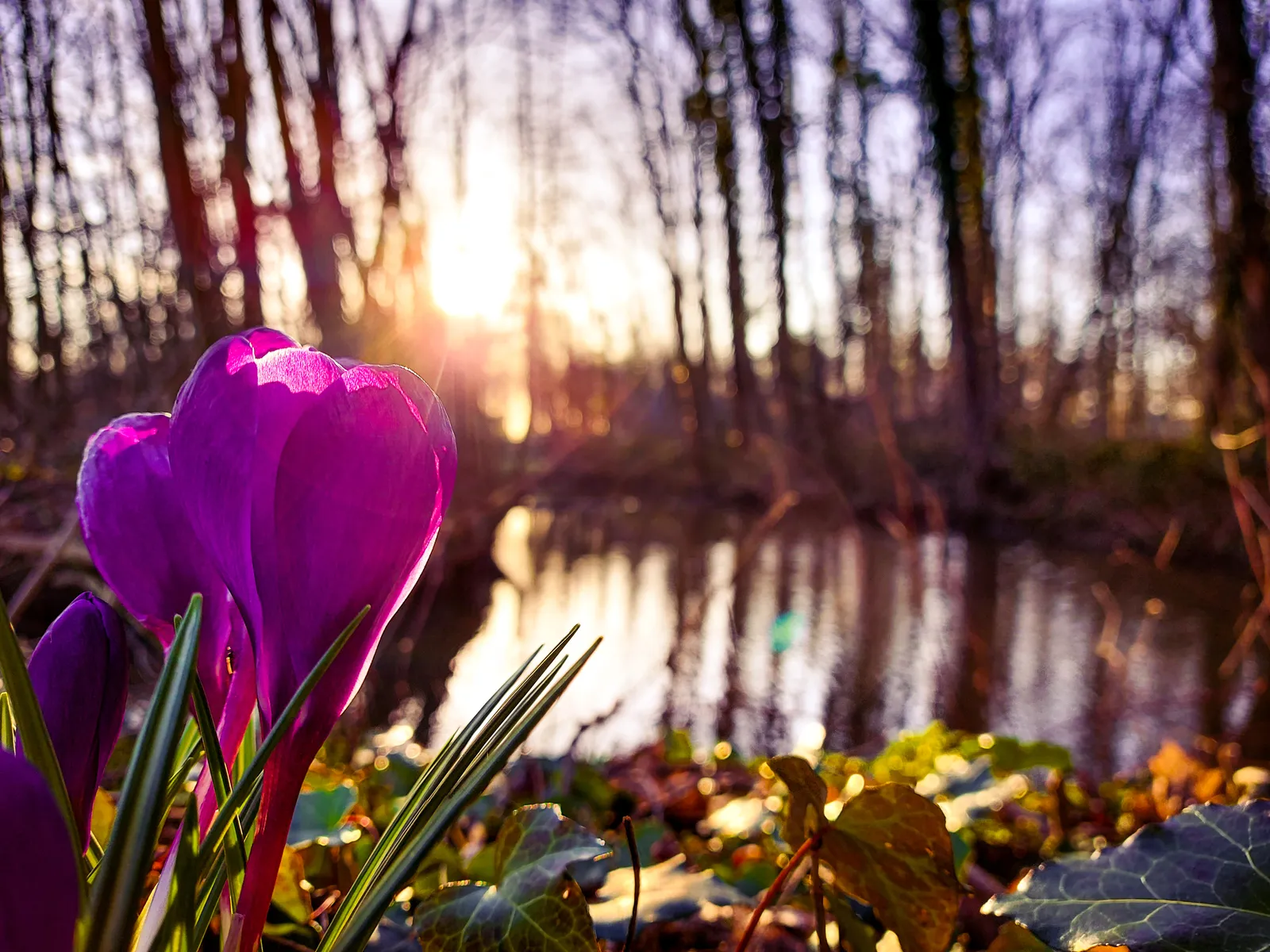 A vibrant pink flower in Cronesteyn park, Leiden.