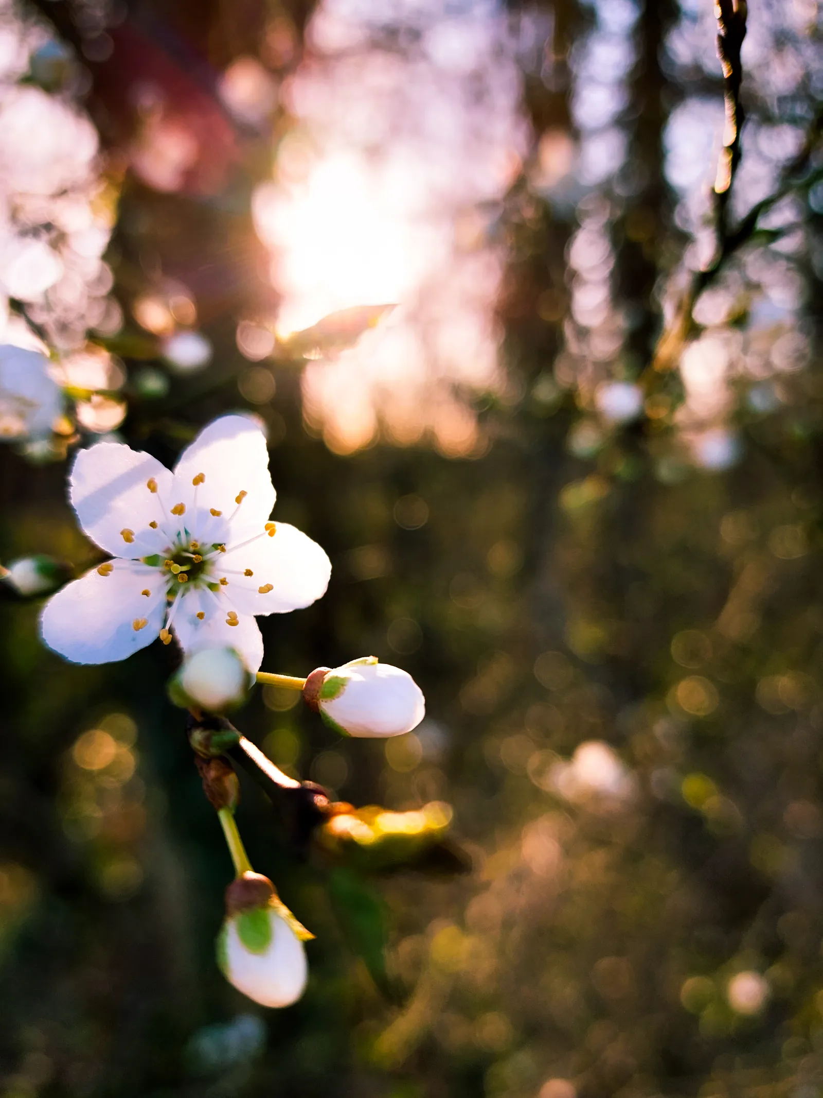 A white flower on a blurry sunset background in Cronesteyn park, Leiden.