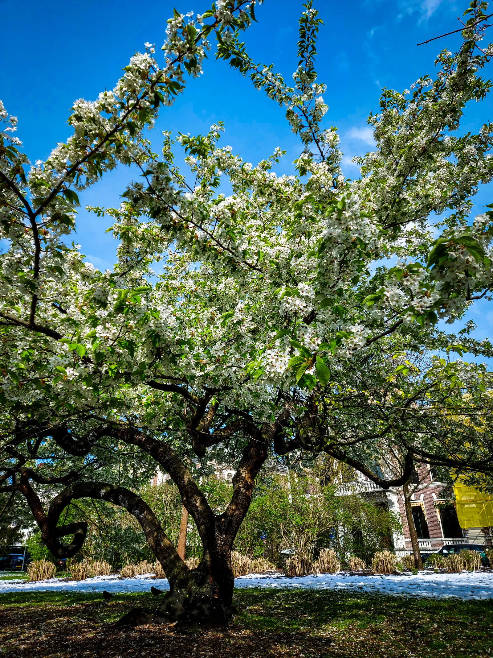 My favourite tree blossoming in the Plantsoen park in Leiden.