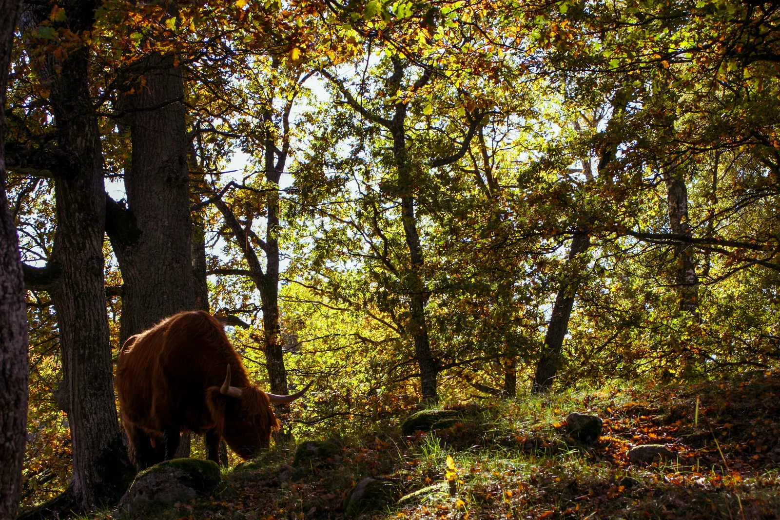 A cow grazing in Hansta park, Stockholm.