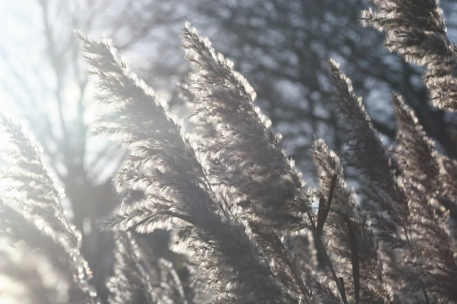 A close-up photo of reeds in Kalmar, Sweden.