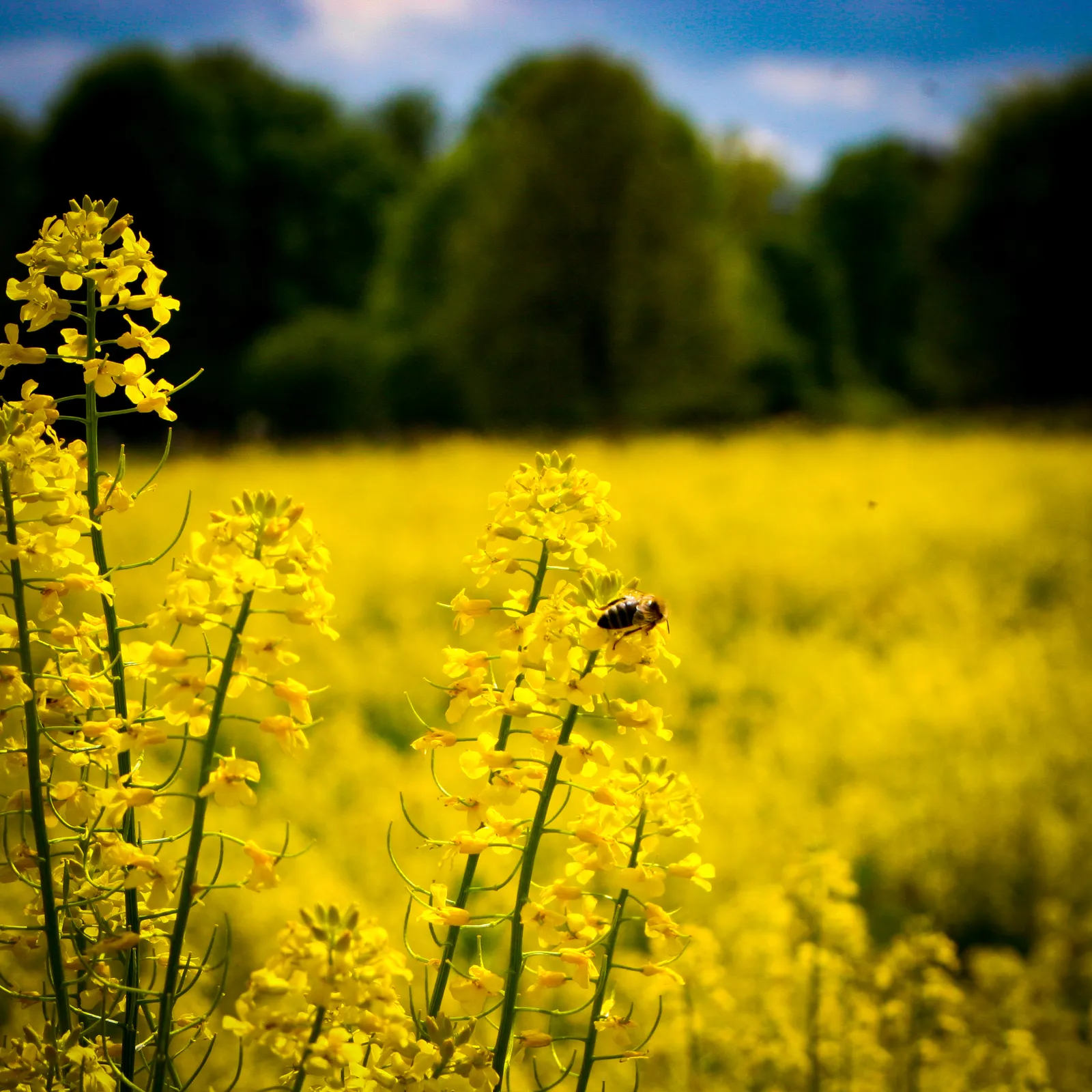 A bee on a yellow flower in Munich's Englischer Garten.