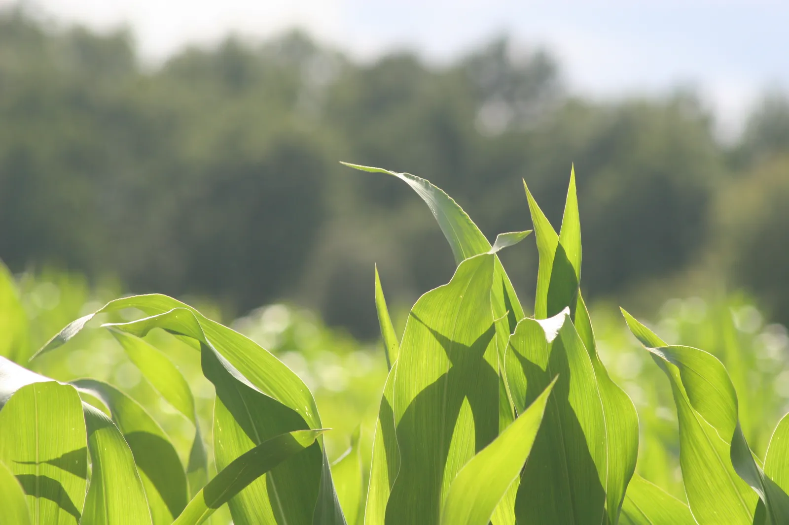 A close-up photo of the top leaves of plants in a field in southern Sweden.