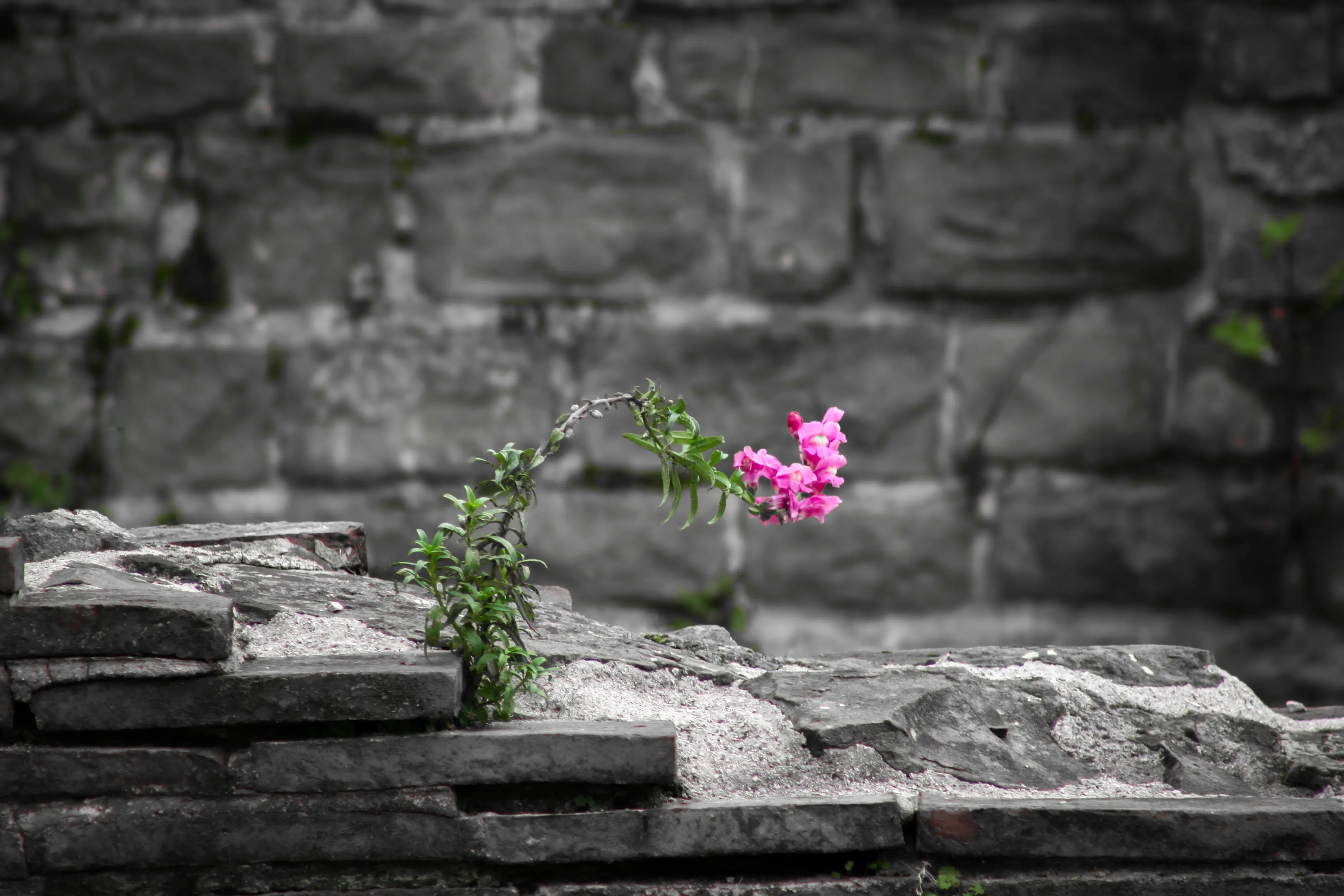 A heavily edited photo of a flower sprouting from an ancient wall in Trieste, Italy.