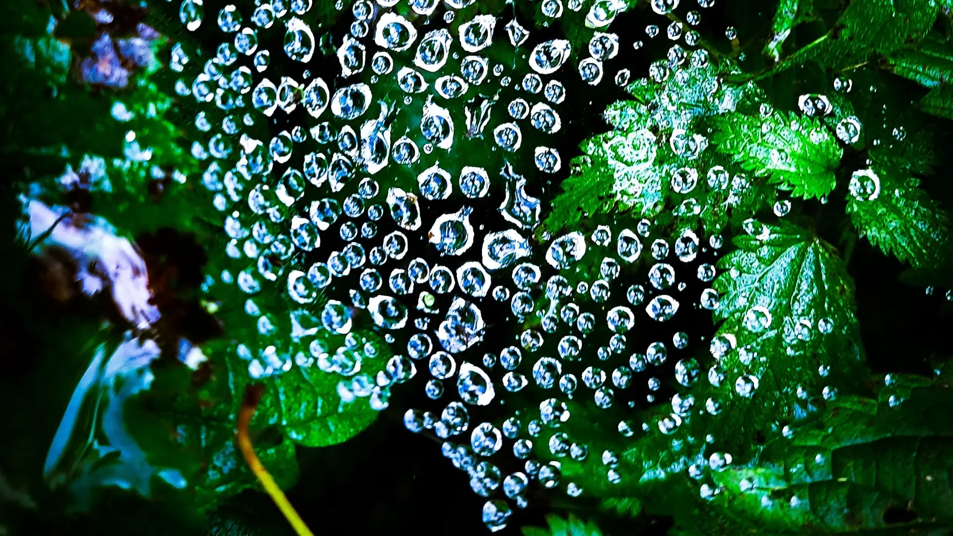 A photo of dewdrops on a spider web